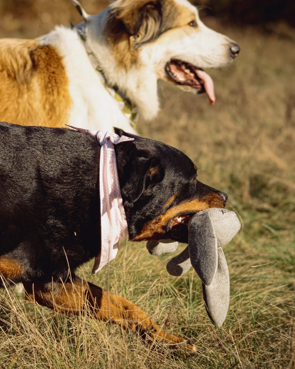 7C647373-E5E0-4E4D-9966-5736DD6935E8.jpg The Rupert rabbit plush dog toy product picture