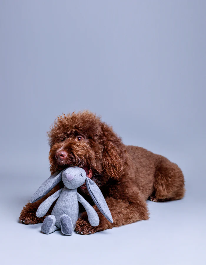 LPB-TOY-RUPERT-12_2.jpg The Rupert rabbit plush dog toy product picture