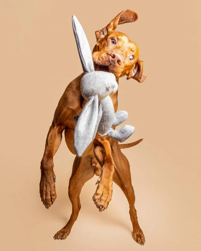 LPB-TOY-RUPERT-12_4.jpg The Rupert rabbit plush dog toy product picture