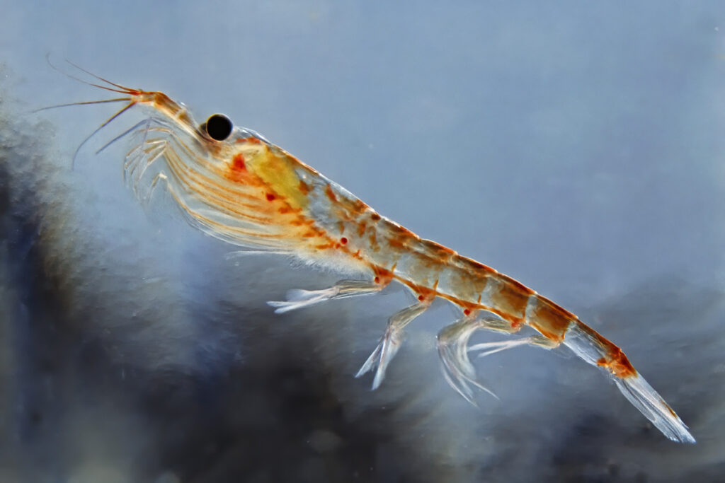 Antarctic krill, Euphausia superba