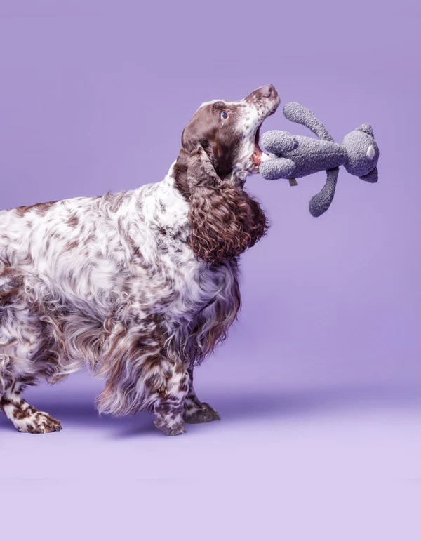 IMG_0706 OTTO plush dog toy - product picture