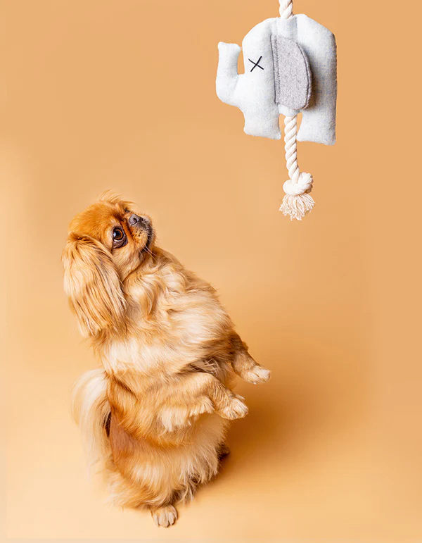 IMG_0709 EMMA plush dog toy - product picture