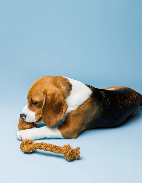 224 Lillabel Natural Coconut Fiber Dog Tug Toy COCO