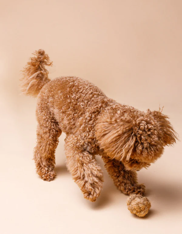 229 Lillabel Coconut Fiber Dog Ball COCO BALL