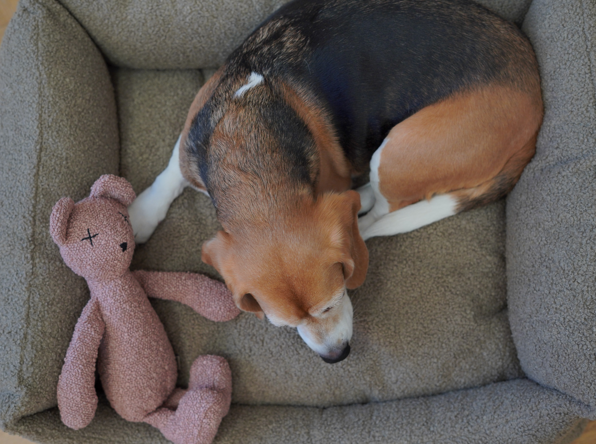 DSC08968 Lillabel Berty blush pink plush crinkly dog toy