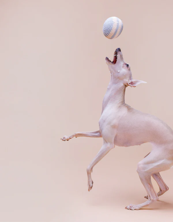 Lillabelmarzecweb_16of19_0b43fbaa-5f27-436a-8b00-f4a62006699f Lillabel Organic Cotton Dog Ball RAINBOW