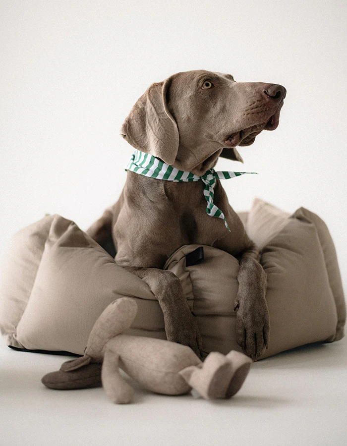 bandana-dla-psa-green-stripes-lillabel LILLABEL Dog Bed VELUDO greige