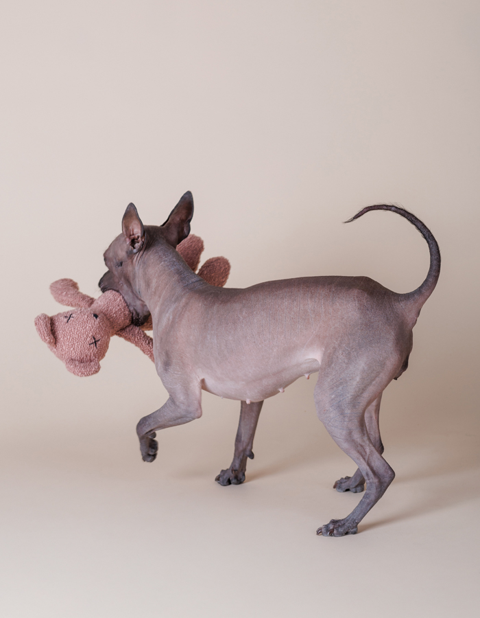 plush-dog-toy-hundespielzeug-pink-bear-handmade-lillabel Lillabel Berty blush pink plush crinkly dog toy