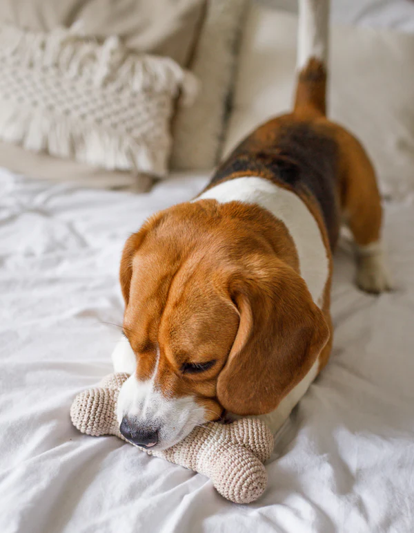 zabawka-kosc-pluszowa-dla-psa-handmade Lillabel Organic Cotton Dog Toy Bone LILLY